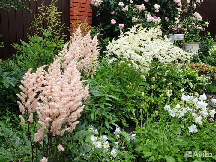 Сортовые астильбы