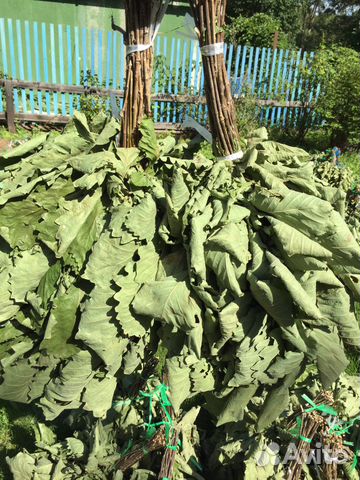 Дубовый веничек свежие 2023 года