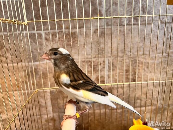 Кенара и канарейки