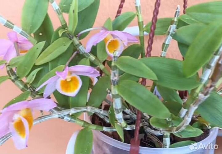 Орхидея Dendrobium loddigesi