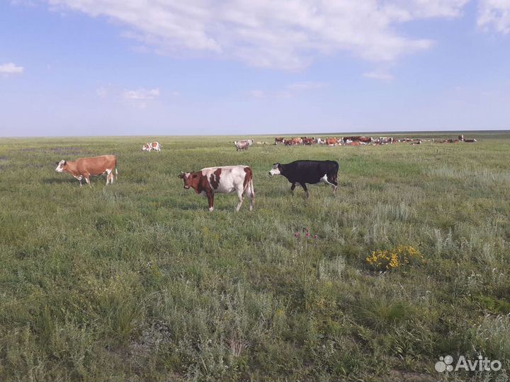 Сено с доставкой степное,луговое