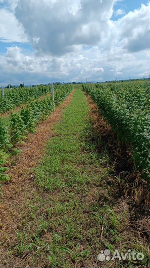 Саженцы ремонтантной малины