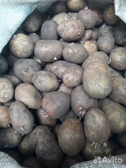 Картофель семенной