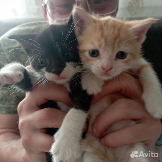 Кошки в добрые руки бесплатно