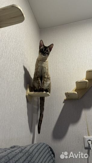 Бенгальский кот