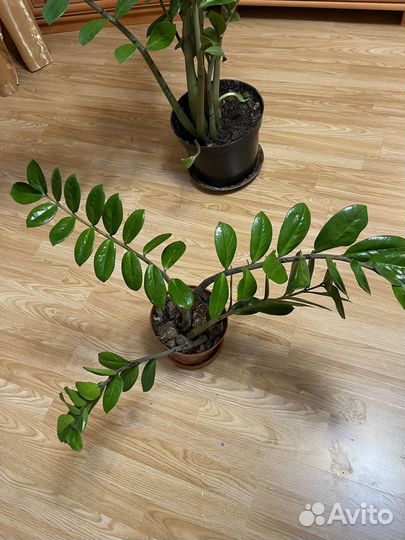 Замиокулькас