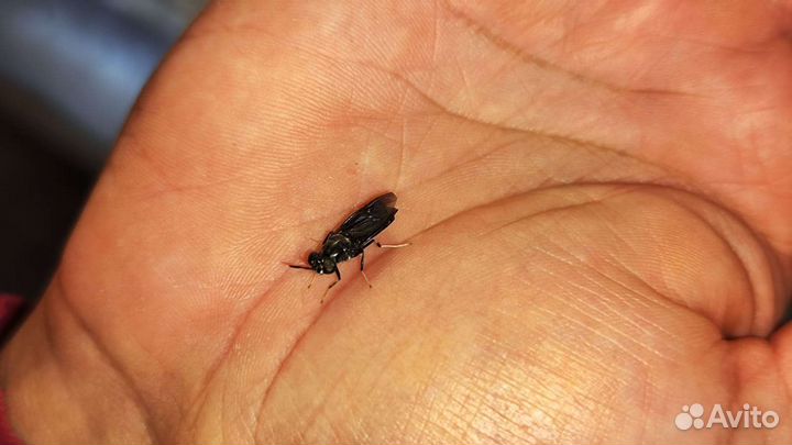 Личинки черной львинки