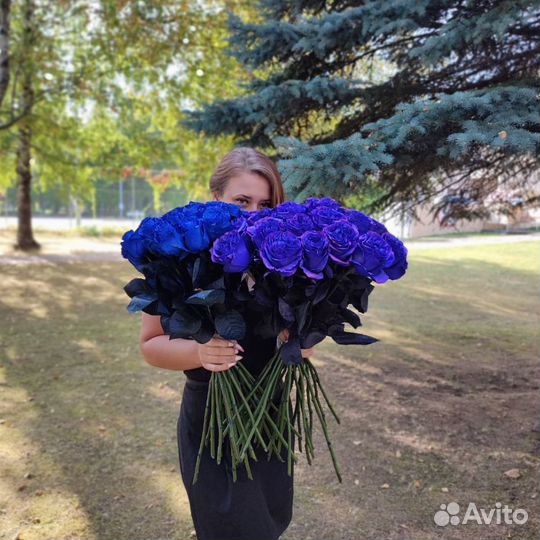 Букет синих роз, Эквадор, 60см 151 шт