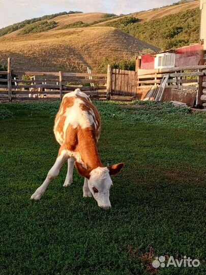 Бычки,телки