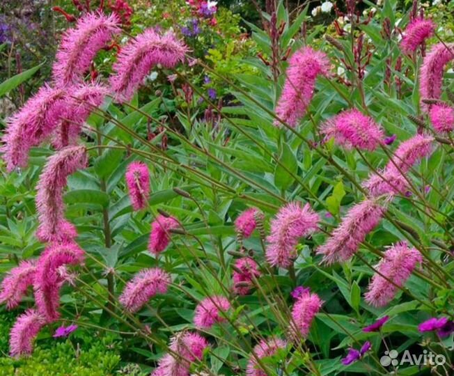 Кровохлебка