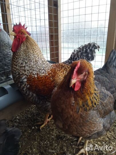 Инкубационное яйцо Билефельдер