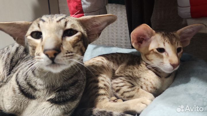 Ориентальные котята