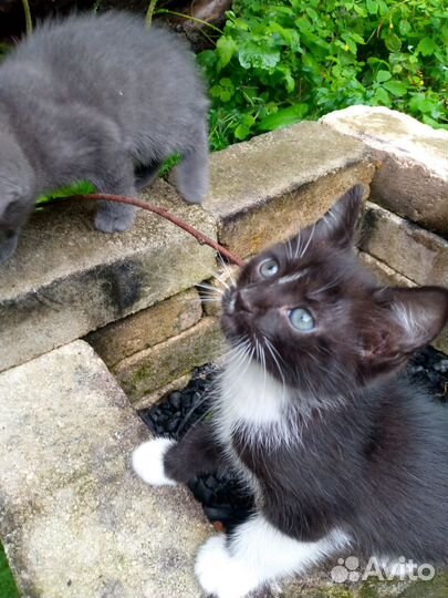 Отдам котят бесплатно в добрые руки