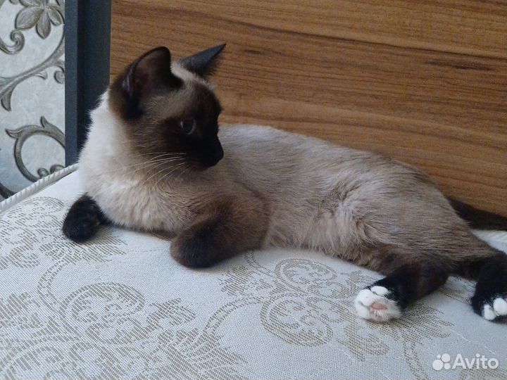 Котята в добрые руки, мальчики с мамой