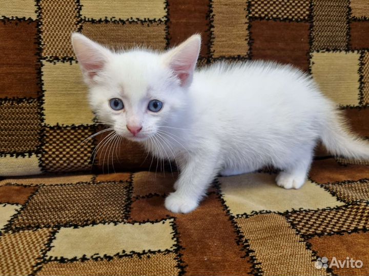 Котенок