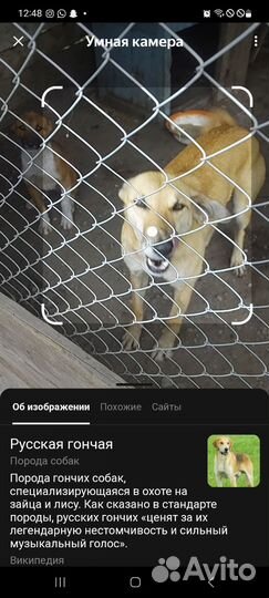 Русские гончие собаки