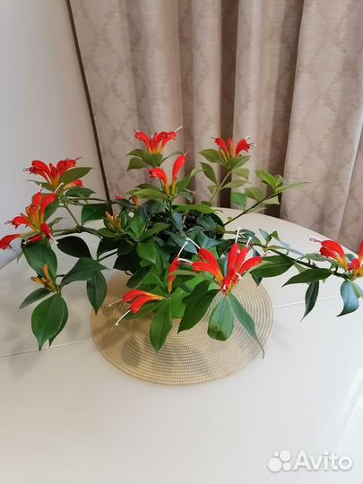 Эсхинантус 