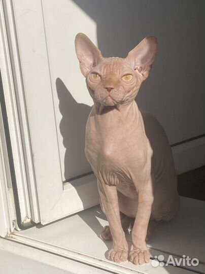 Сфинкс вязка