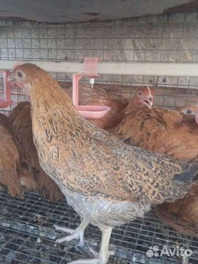 Курочки Кучинские юбилейные 3 мес