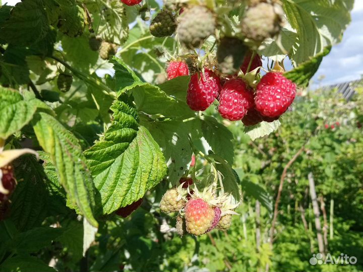 Малина крупная ягода