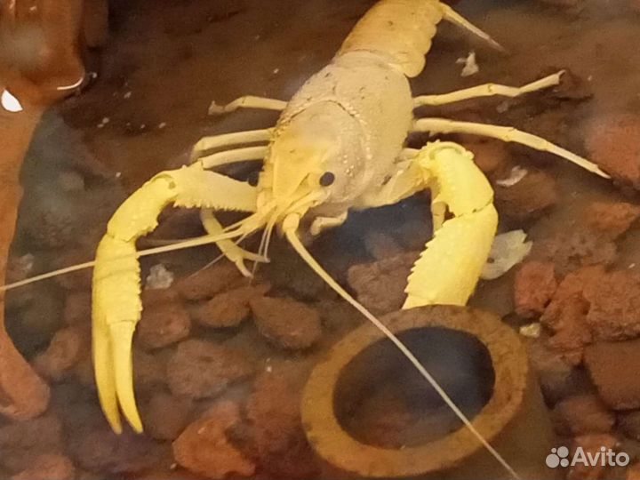 Раки, рыбки, крабы, улитки, тритоны и др