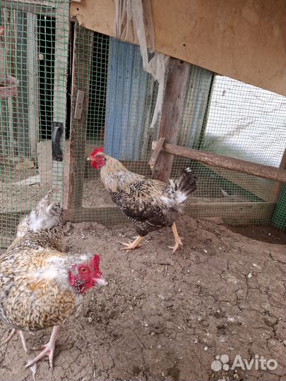 Молодые петухи