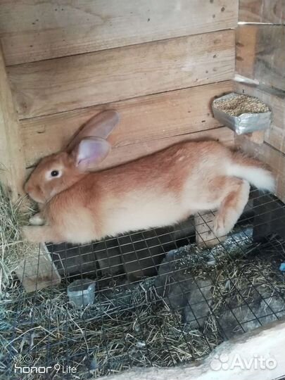 Кролики бургундские и шиншилы продажа обмен