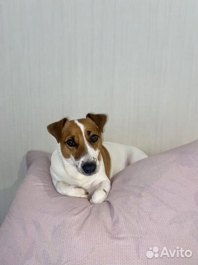 Вязка кобель джек рассел