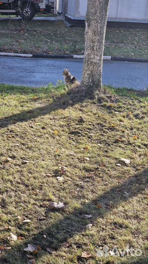 Котята в добрые руки бесплатно