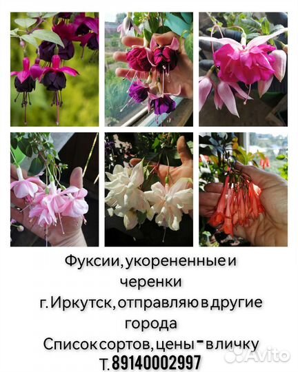 Фуксии, укорененные и черенки