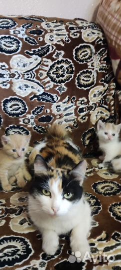 Кошки в добрые руки