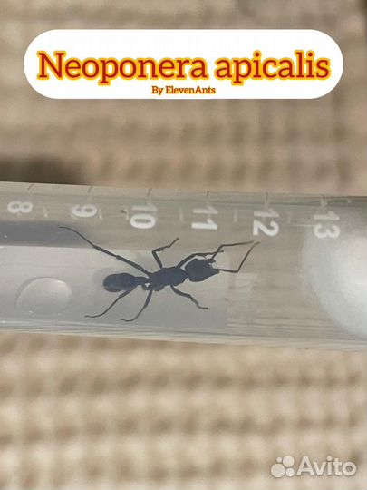 Муравьи Neoponera apicalis