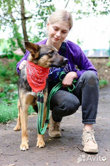 Собака ждёт семью в приюте