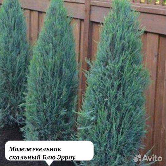 Можжевельник Блю эрроу