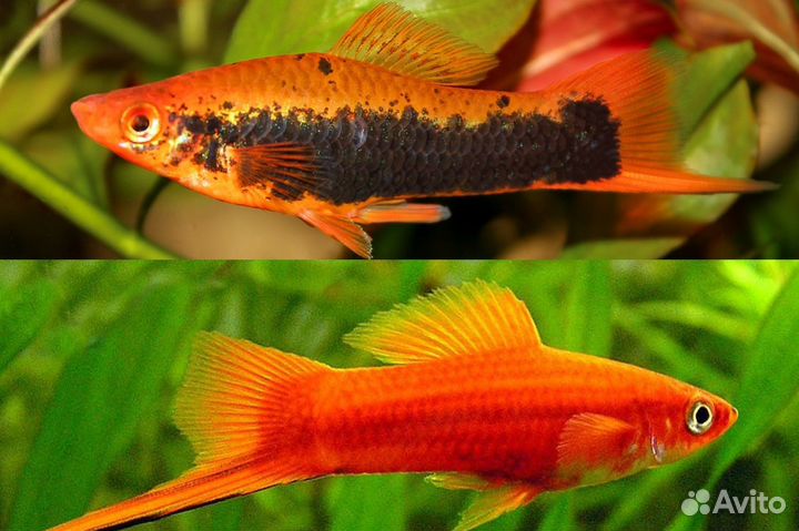 Аквариумные рыбки, Аулофорус, Инфузория