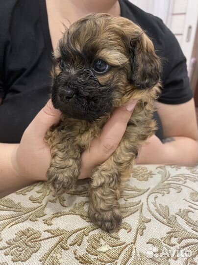 Щенки пекинеса