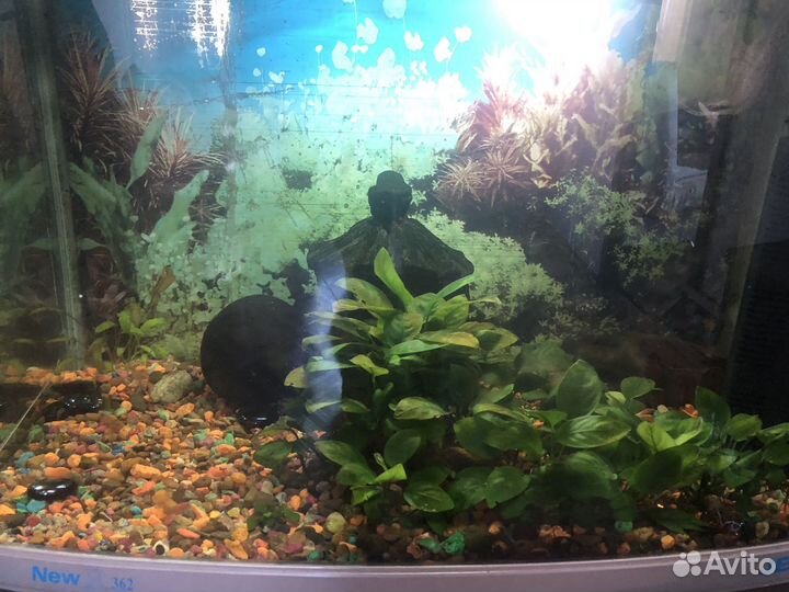 Аквариум с рыбками
