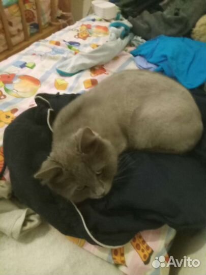 Отдаем кота