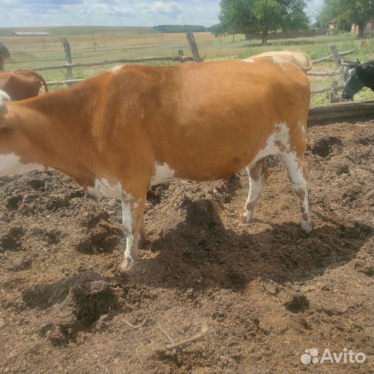 Продажа дойных коров, телки