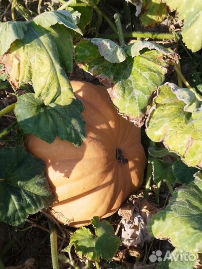 Тыква оптом