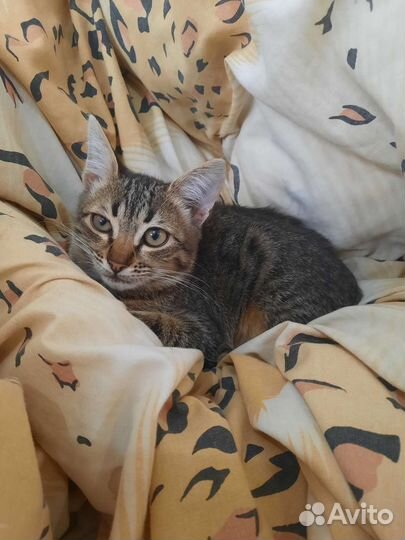 Котик бесплатно