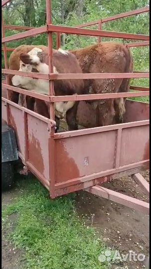 Перевозка крс мрс