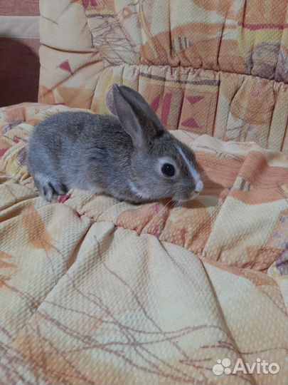 Продам декоративных кроликов