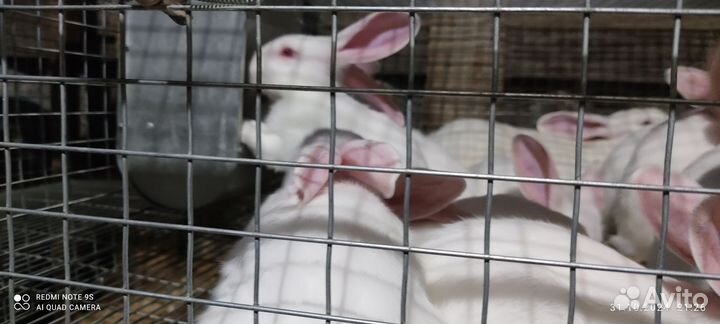 Белый Паннон