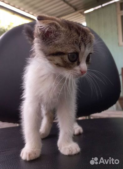 Вислоухая кошечка бесплатно