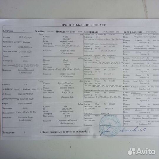 Щенки лзс