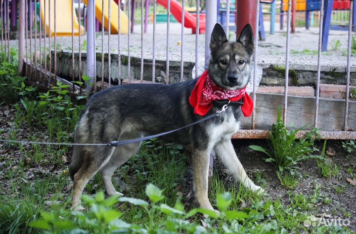 Собака в добрые руки отдам бесплатно