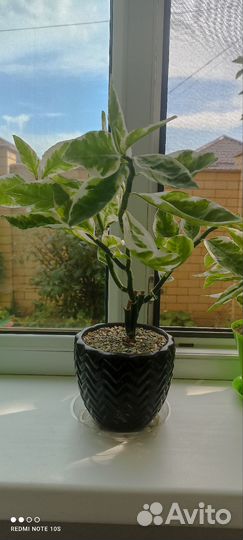 Педилантус вариегатный