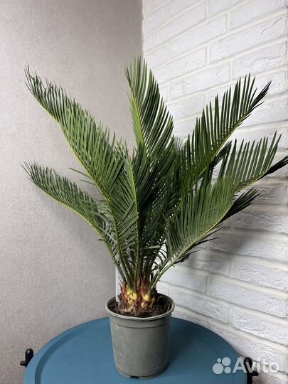 Цикас революта комнатные цветы