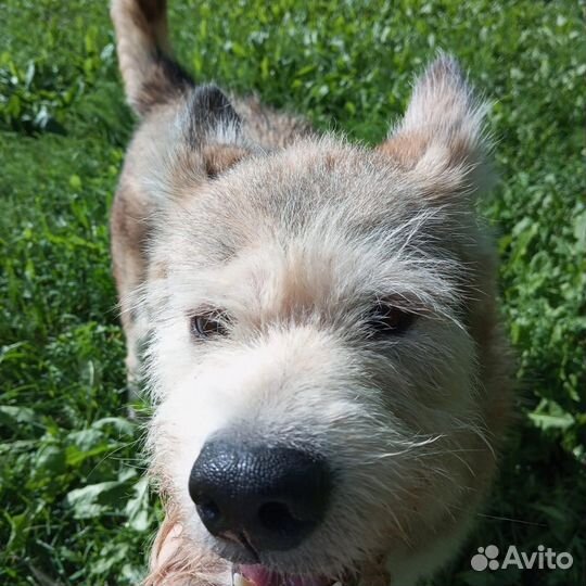 Погибают животные